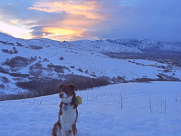 /Images/uploads/Humane Society of Utah/HSUCalendar/entries/1170thumb.jpg